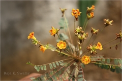 Biophytum reinwardtii